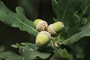 acorns, acorn, oak leaves-3568860.jpg