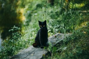 cat, black cat, outdoors-2939726.jpg