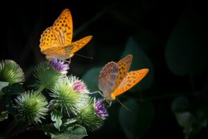 silvery mother-of-pearl butterfly, butterfly, nature-877121.jpg