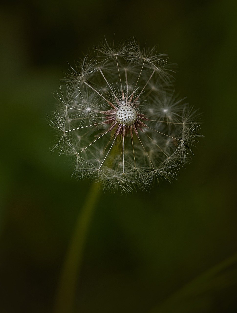 flower, bloom, dandelion-8360946.jpg